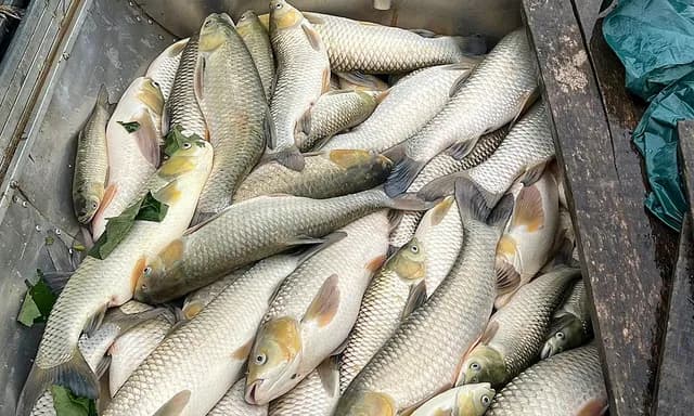 Cá lồng bè chết nổi trắng sông Lam tại xã Anh Sơn Nghệ An