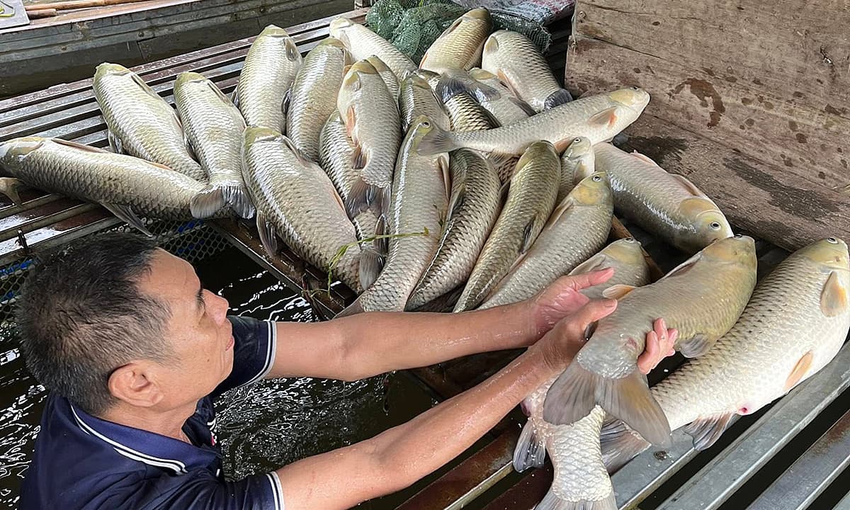 Cảnh báo cá chết hàng loạt sông Lam Nghệ An do thiếu oxy, người dân theo dõi chất lượng nước - ảnh 1