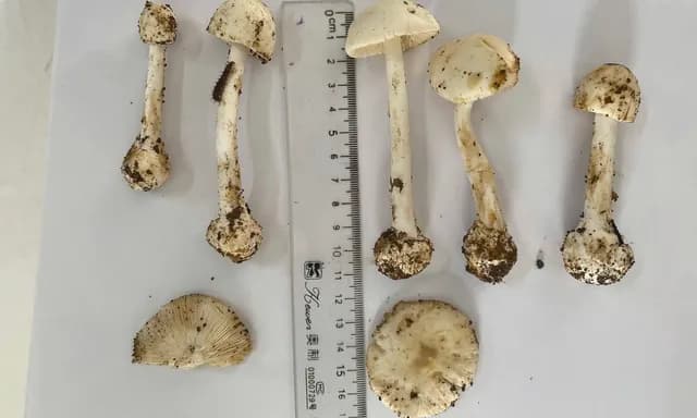 6 người ngộ độc nặng, 1 tử vong sau khi ăn canh nấm lạ ở Sơn La