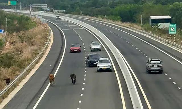 Hai con bò lao vào cao tốc Biên Hòa - Vũng Tàu tại xã Châu Pha